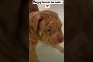 Cutest puppy learns to swim in bathtub ❤️
