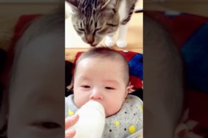 😹Daily Life Of Cats Is A Comedy🧡 | Funny Cats Viral Videos🥰 | Animals LOL Moments #funnycats #shorts