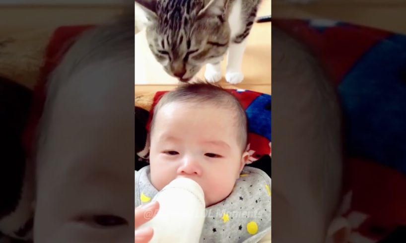 😹Daily Life Of Cats Is A Comedy🧡 | Funny Cats Viral Videos🥰 | Animals LOL Moments #funnycats #shorts