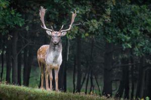 Deer best animal video || animal A1