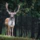 Deer best animal video || animal A1