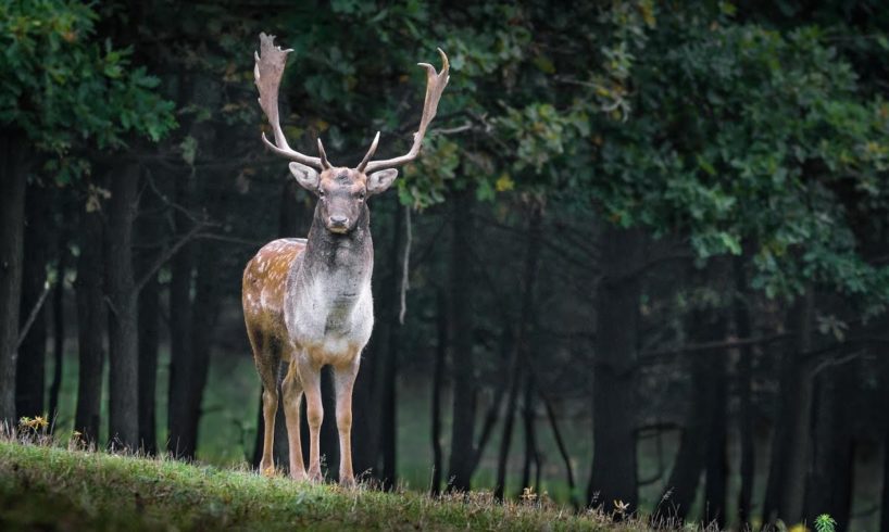 Deer best animal video || animal A1