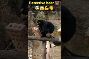 Detective Bear🐨 🐻🐨#viral #shortsfeed #animal #shorts #short