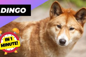 Dingo - In 1 Minute! 🦊 Australia's Biggest Land Predator | 1 Minute Animals