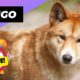 Dingo - In 1 Minute! 🦊 Australia's Biggest Land Predator | 1 Minute Animals