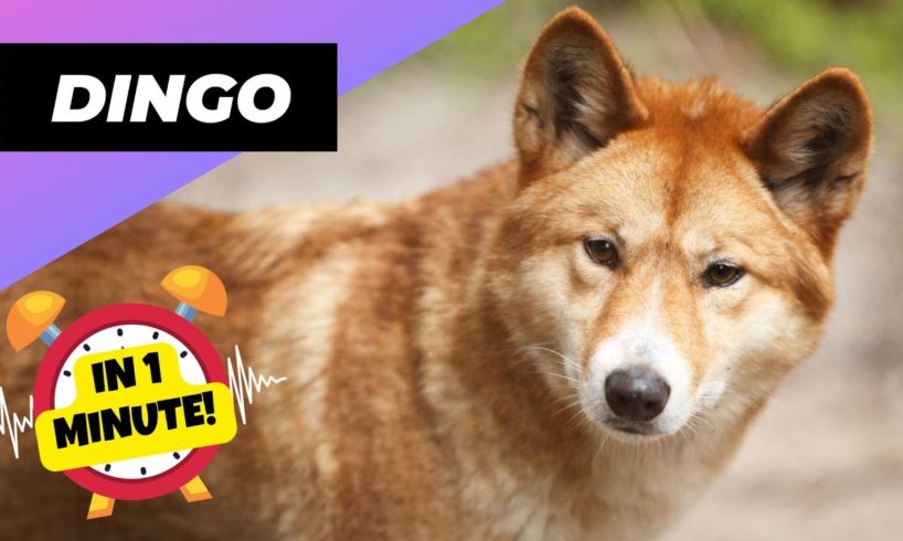 Dingo - In 1 Minute! 🦊 Australia's Biggest Land Predator | 1 Minute Animals