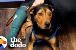 Dog Found Wandering Near Busy Road Rescued Just In Time | The Dodo