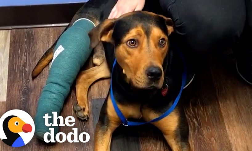 Dog Found Wandering Near Busy Road Rescued Just In Time | The Dodo