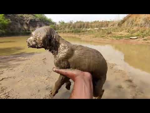 Dog Rescue Stuck in swamp near water dam | @janwamd255  @DogRescue