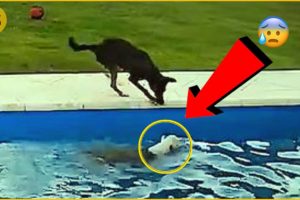 Dog Rescues Blind Bestfriend From Pool | SASSY PAWS