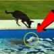 Dog Rescues Blind Bestfriend From Pool | SASSY PAWS
