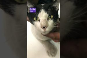 Driver rescues abandoned cat from busy highway