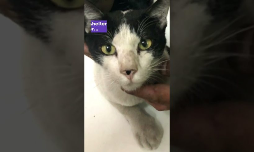 Driver rescues abandoned cat from busy highway
