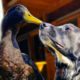 Duck Thinks He’s A Dog And Walks On Leash | Cuddle Buddies