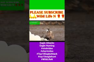 Eagle Attacks,Eagle Hunting #viralvideo#shortvideo#Top10EagleAttack#top10eaglehunt#WildLifeN