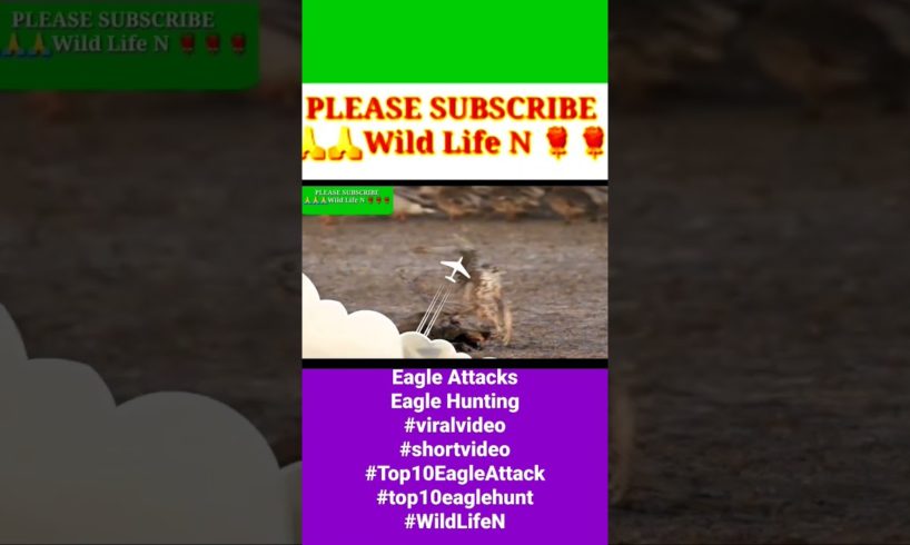 Eagle Attacks,Eagle Hunting #viralvideo#shortvideo#Top10EagleAttack#top10eaglehunt#WildLifeN