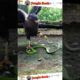 Eagle Vs Snake Fight Video|Snake Fights #eagle #shorts #animals #snake #viralvideo #eagleattacks