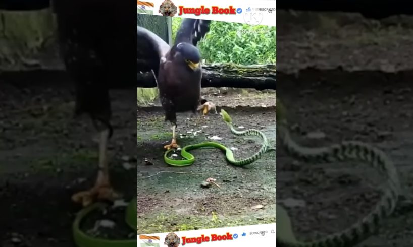 Eagle Vs Snake Fight Video|Snake Fights #eagle #shorts #animals #snake #viralvideo #eagleattacks