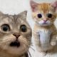 FUNNIEST animals' moments 🤣CUTE Animals 🤩 Funny dogs and Cats videos 📹 The CUTEST pets 😍 #cutecat