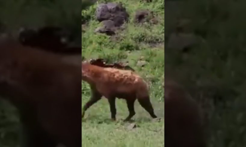 Finally, Hyenas Gotten Their Vengeance on Lions! 25 CRAZIEST ANIMAL FIGHTS