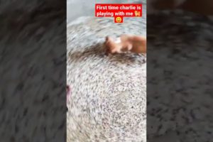 First time charlie is playing with me 🐕😍||#shorts #youtubeshorts #animals