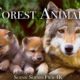 Forest Animals 4k - Amazing World of Forest Wildlife | Scenic Relaxation Film