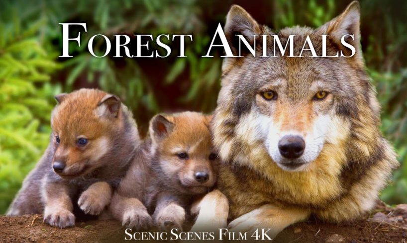 Forest Animals 4k - Amazing World of Forest Wildlife | Scenic Relaxation Film