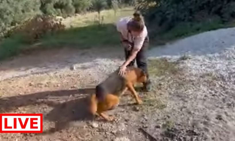 Freedom for the lovely boy , he was in chain all his life and he can’t walk well - Takis Shelter