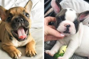 French Bulldog Cute Actions Make Your Heart Flutter - 🤩 Cutest Puppies🐶