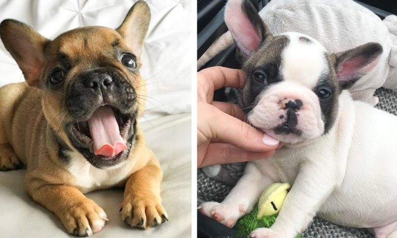 French Bulldog Cute Actions Make Your Heart Flutter - 🤩 Cutest Puppies🐶