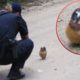 Funniest Animal Videos 2023 That Will Absolutely Brighten Up Your Day