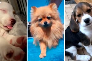 Funniest and Cutest DOGS 🥰🐶 The Most Adorable Puppies Ever!