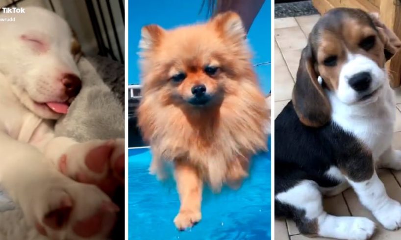 Funniest and Cutest DOGS 🥰🐶 The Most Adorable Puppies Ever!