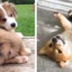 Funny And SOO Cute Puppies Compilation🐶| Cutest Puppies