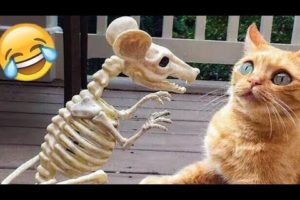 Funny Animals Crazy Play 😁🤣 Crazy cats and Dogs 🐶😂