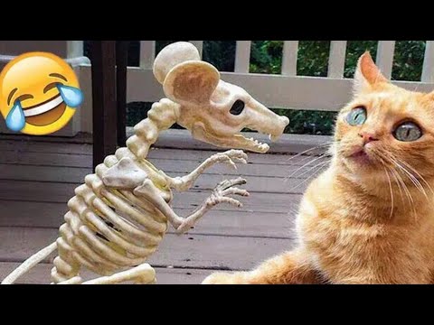 Funny Animals Crazy Play 😁🤣 Crazy cats and Dogs 🐶😂