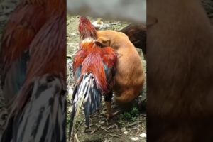 Funny Animals Shorts 187 :-) rooster & cat friendship 😂  Cats Dogs Pets laugh viral video