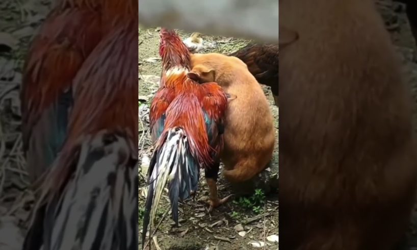 Funny Animals Shorts 187 :-) rooster & cat friendship 😂  Cats Dogs Pets laugh viral video
