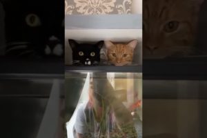 Funny Animals Shorts 195 :-) cats & aquarium 😂  Cats Dogs Pets laugh viral video