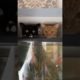 Funny Animals Shorts 195 :-) cats & aquarium 😂  Cats Dogs Pets laugh viral video