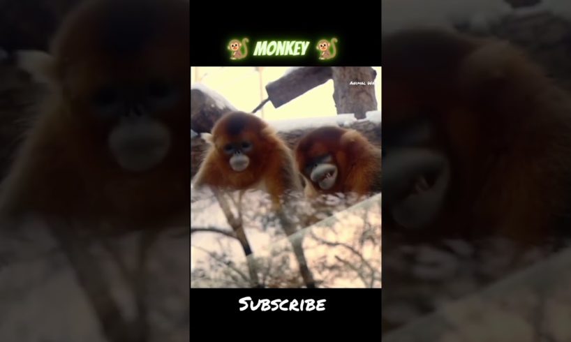 Funny Monkey Sound 🐵🤣 #shorts #monkey #animalwala #animals #wildlife  @MonkeyBoo @AaronsAnimals