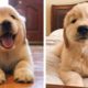 Funny and Cute Golden Retriever Puppy Moments Compilation| Cute Puppies