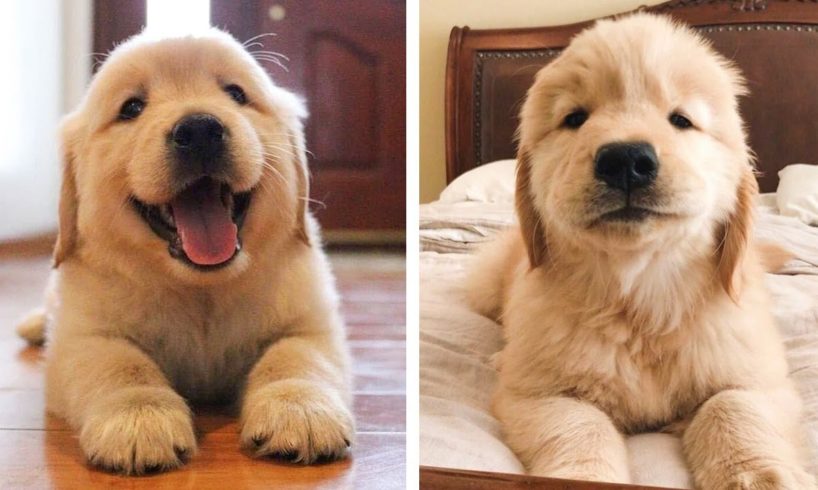 Funny and Cute Golden Retriever Puppy Moments Compilation| Cute Puppies