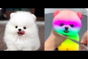 Funny and Cute Pomeranian Videos #4   Cutest Puppies