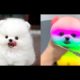 Funny and Cute Pomeranian Videos #4   Cutest Puppies