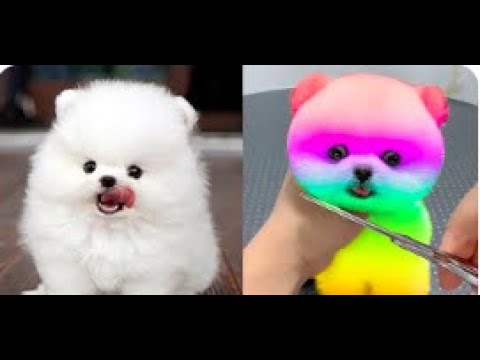 Funny and Cute Pomeranian Videos #4   Cutest Puppies