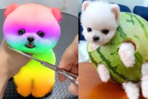 Funny and Cute Pomeranian Videos | Cutest Puppies