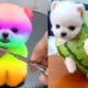 Funny and Cute Pomeranian Videos | Cutest Puppies