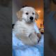 Funny and cute puppies . A beautiful moment #1229 - #shorts