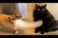 Funny animals - Funny cats / dogs - Funny animal videos 281